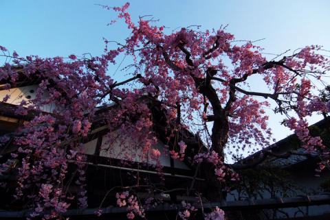 町内の桜#5