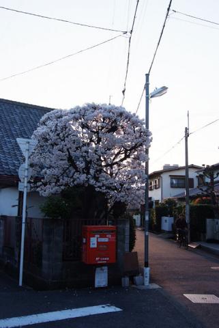町内の桜#1