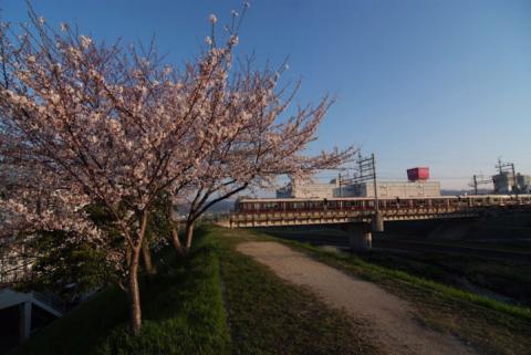 芥川堤の桜 2#1