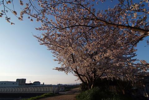 芥川堤の桜#3