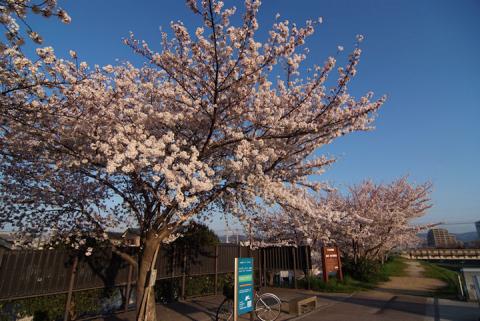 芥川堤の桜#2
