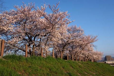 芥川堤の桜 3#2