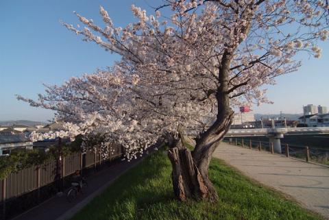 芥川堤の桜#5