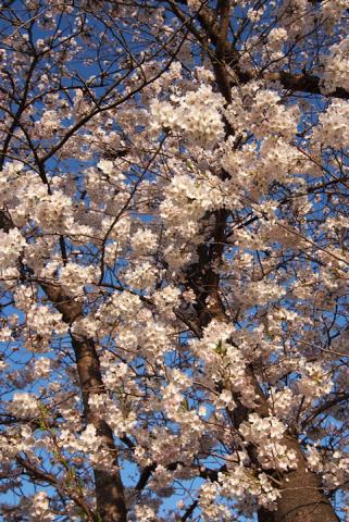 芥川堤の桜 2#3
