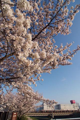 芥川堤の桜 2#2