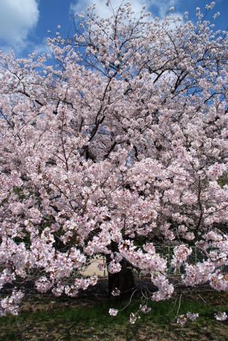 桜・万博公園#4
