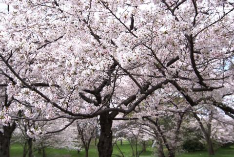 桜・万博公園#8