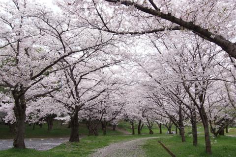 桜・万博公園#12