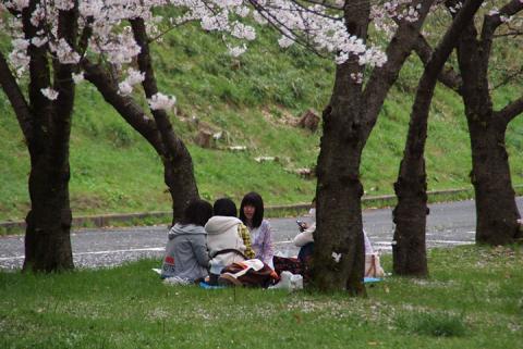 桜・万博公園#10