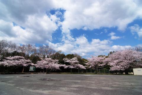 桜・万博公園#2