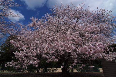 桜・万博公園#3
