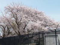 習志野駐屯地の桜(2013.4.1時点)