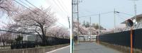 習志野駐屯地の桜(2013.4.1時点)
