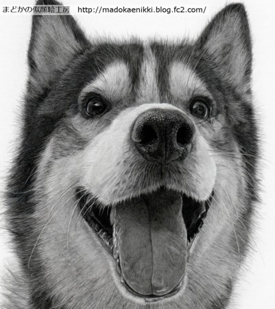【リアル似顔絵】ハスキー犬・ハビ君7回目-2