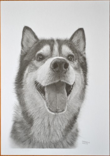 【リアル似顔絵】ハスキー犬・ハビ君7回目-3