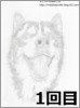 【リアル似顔絵】ハスキー犬・ハビ君制作過程1