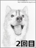 【リアル似顔絵】ハスキー犬・ハビ君制作過程2