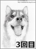 【リアル似顔絵】ハスキー犬・ハビ君制作過程3