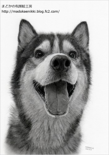 【リアル似顔絵】ハスキー犬・ハビ君7回目-1