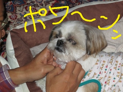 IMG_1871 (400x300)