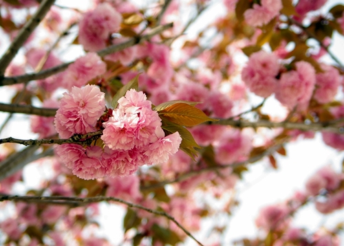 20130463_20130419094405.jpg