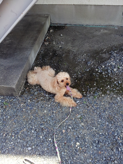 201305131.jpg