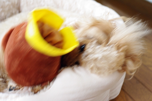 201305186.jpg