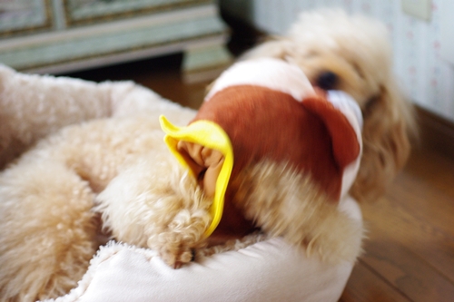 201305197.jpg