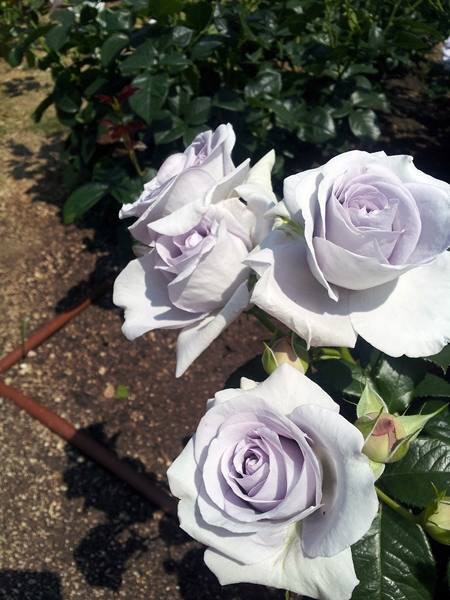 20130521_141648.jpg