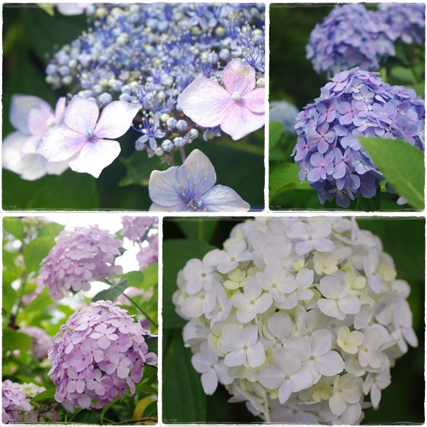 ajisai_20130701125623.jpg