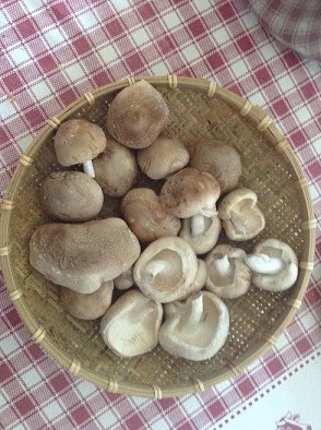 20140921Shiitake.jpg