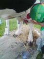 2011-07-18_11-46 畜産祭り 乳搾り