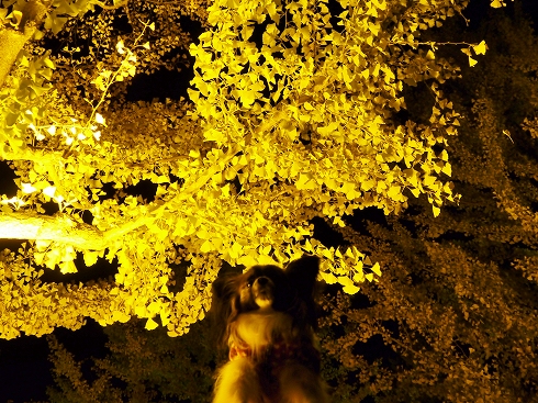 10light.jpg