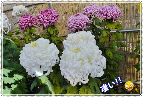 8botankiku.jpg