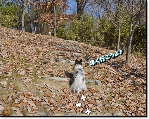 9yamaaruki.jpg