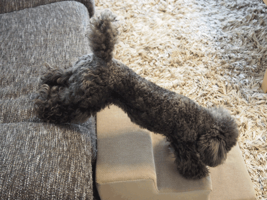 1GIFP5160305.gif