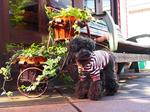 A-GIF5P9280542.gif