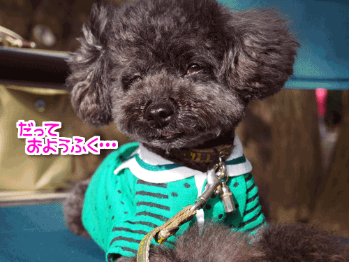 _100GIF1MDxSLGKap2ntz1411832079_1411832156.gif