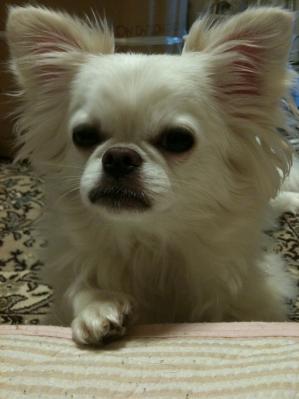IMG_0775_20110826233542.jpg