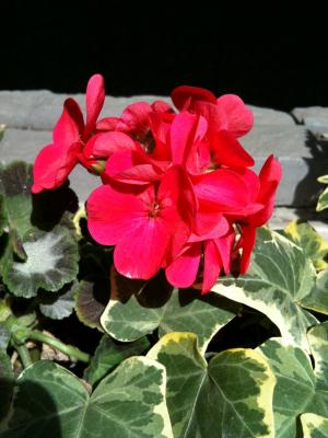 IMG_3581.jpg