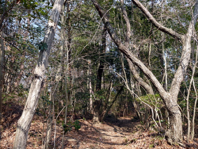 P1090597.jpg
