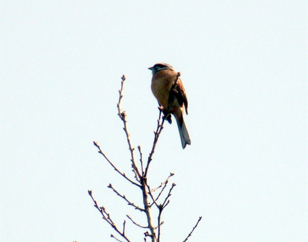 P1090602fr.jpg