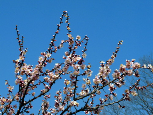 P1090609.jpg