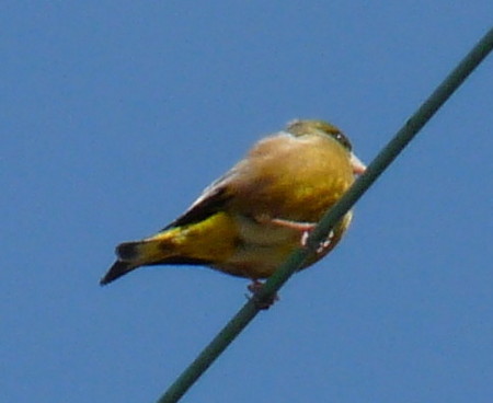 P1090734.jpg