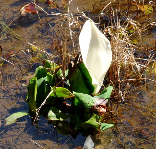 P1090754.jpg