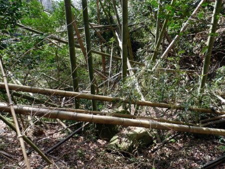 P1090831.jpg
