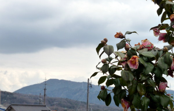 P1090876.jpg