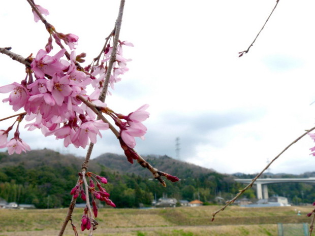 P1090887.jpg
