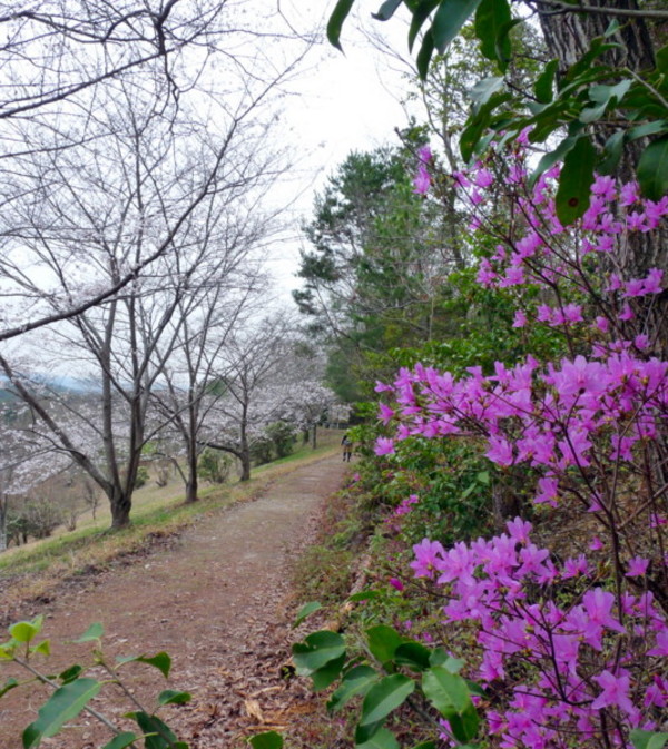 P1090932.jpg