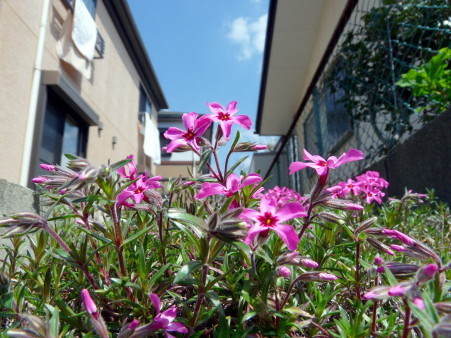 P1100048.jpg